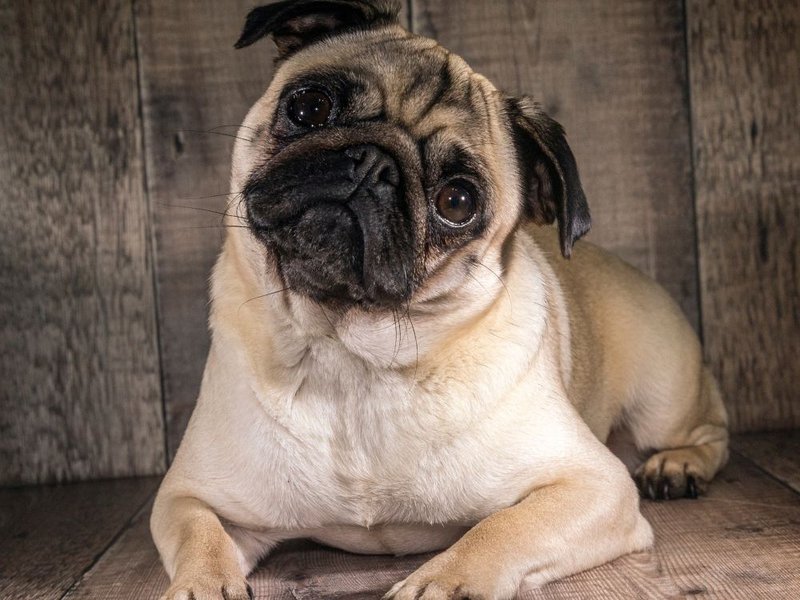 How Much Does A Pug Cost (Updated June 2022) The Goody Pet