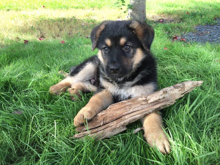 The Surprising Truth About Why Dogs Chew on Wood The Goody Pet