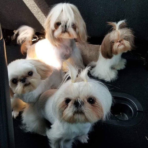 7 Best Muzzle For Shih Tzu (January 2024 Reviews) The Goody Pet