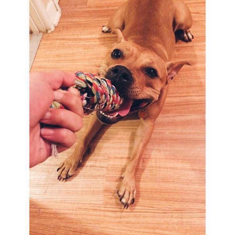 Why Does My Dog Keep Circling