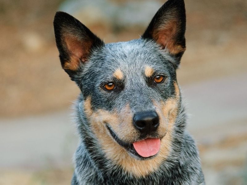 How Much Do Australian Cattle Dogs Cost (September 2022) The Goody Pet