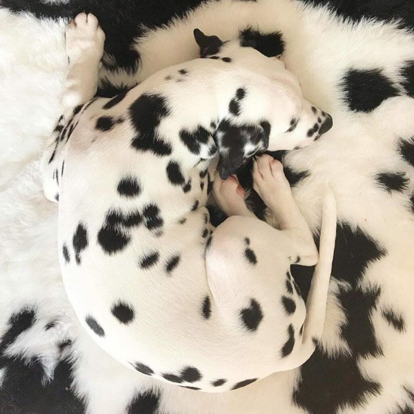 Why Do Dogs Circle Before They Lay Down? Understanding This Instinctive