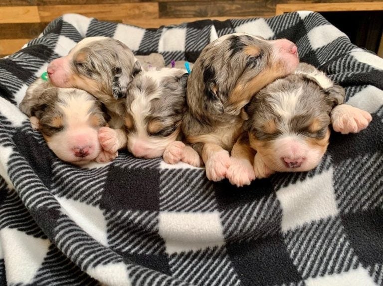 Should You Buy A Dog Without Papers