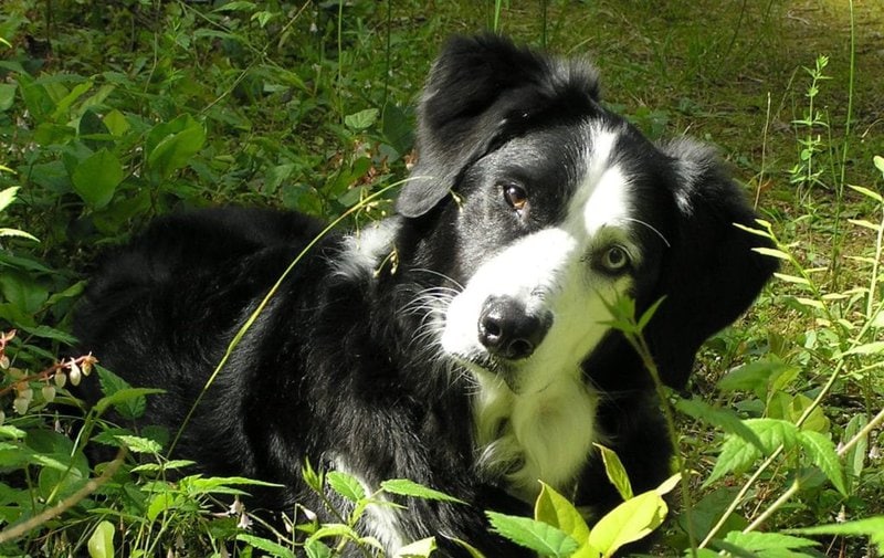 How Much Does A Border Collie Cost (Updated December 2022) The Goody Pet