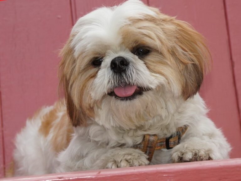 7 Best Muzzle For Shih Tzu (January 2024 Reviews) The Goody Pet