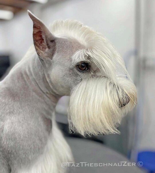 Schnauzer Haircuts Top 23 Styles To Try Them Out Now The Goody Pet