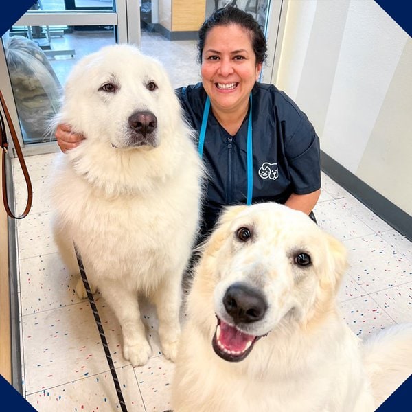 Top 16 Dog Groomers In The Bronx, Bronx [Updated 2022] The Goody Pet