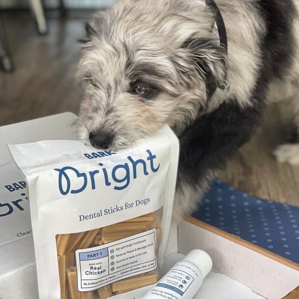 BARK Bright Review Is It Worth It? (November 2022 Reviews) The