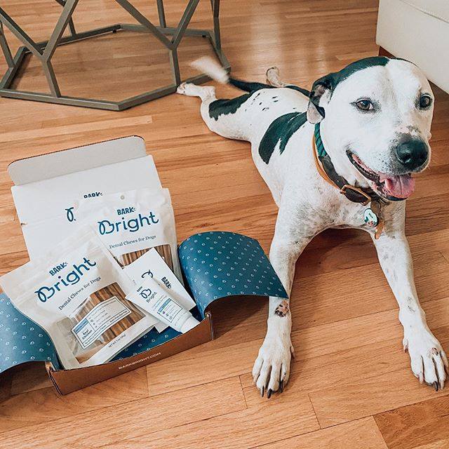 BARK Bright Review Is It Worth It? (November 2022 Reviews) The