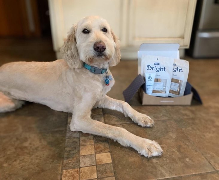 BARK Bright Review Is It Worth It? (November 2022 Reviews) The