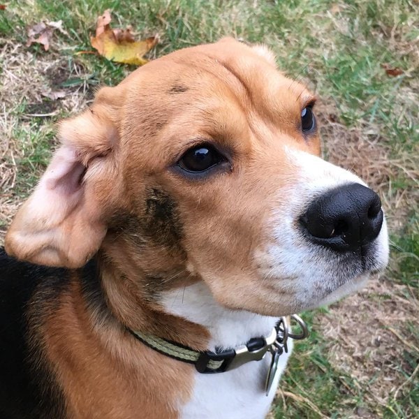 Why Do Dogs Roll In Poop? Here’s What You Can Do To Stop It The Goody Pet