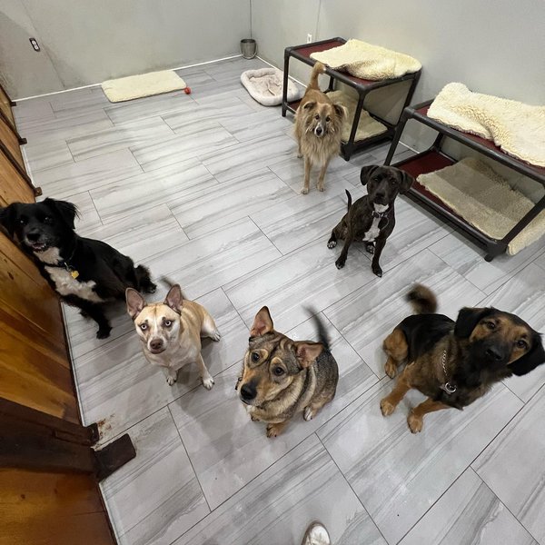 Dog Boarding Near Me Find A Local Dog Boarding Center The Goody Pet