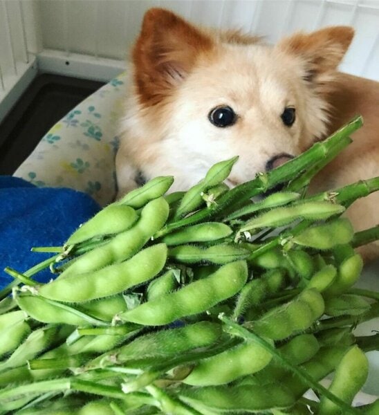 Can Dogs Have Edamame? Two Great Benefits Behind These Beans In A Pod