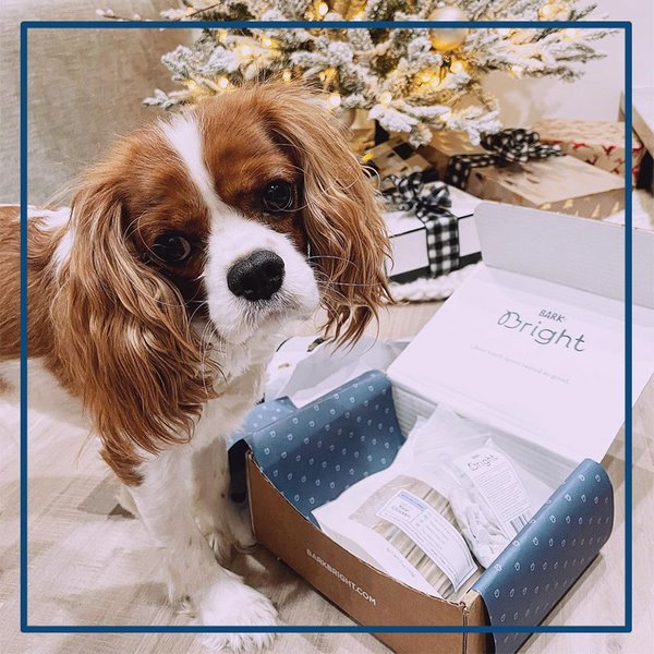 BARK Bright Review Is It Worth It? (November 2022 Reviews) The