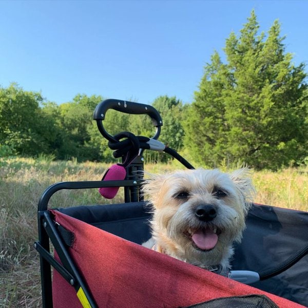 Ruff Greens Review Is It Worth It? (October 2022 Reviews) The Goody Pet