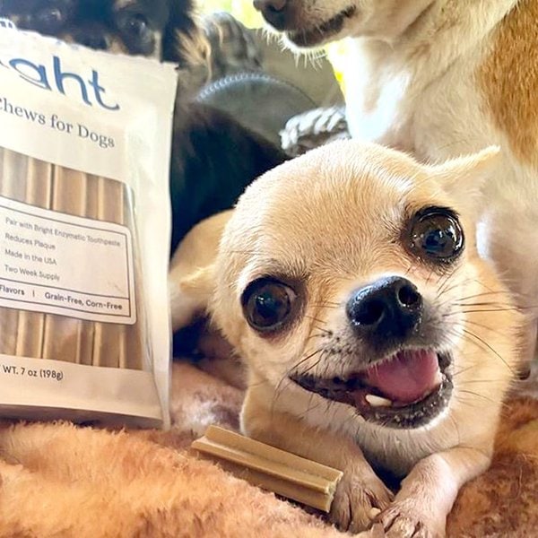 BARK Bright Review Is It Worth It? (November 2022 Reviews) The