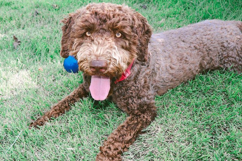 Ruff Greens Review Is It Worth It? (October 2022 Reviews) The Goody Pet