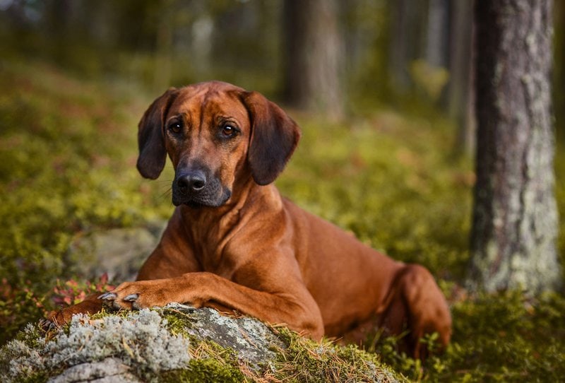 Are Rhodesian Ridgebacks Territorial