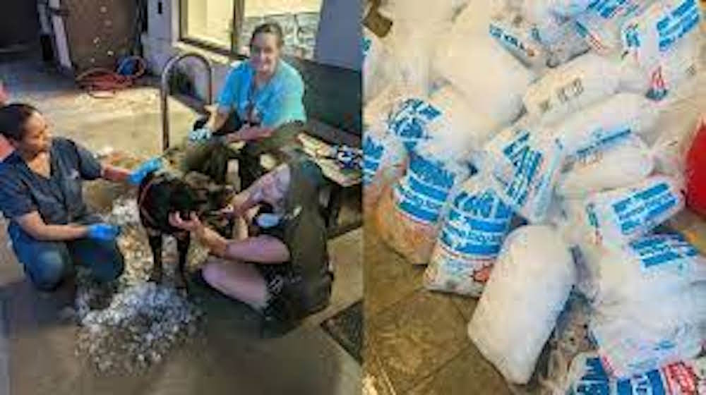 Ohio Community Donates Ice To Dog Shelter Amid Heatwave The Goody Pet