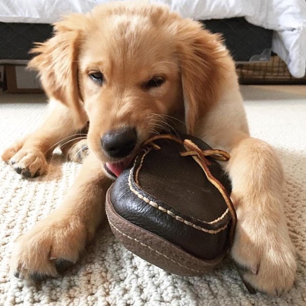 Why Do Dogs Chew On Everything? Note Down These Things To Put An End To