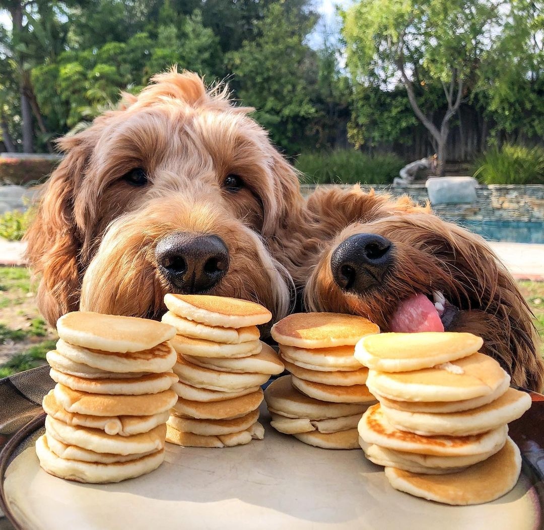Can Dogs Eat Pancakes? Two Top Reasons Why This Is Not A Good Idea
