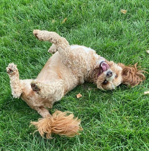 Why Do Dogs Roll In Poop? Here’s What You Can Do To Stop It The Goody Pet