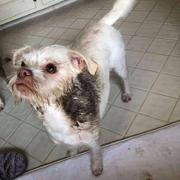 Why Do Dogs Roll In Poop? Here’s What You Can Do To Stop It The Goody Pet