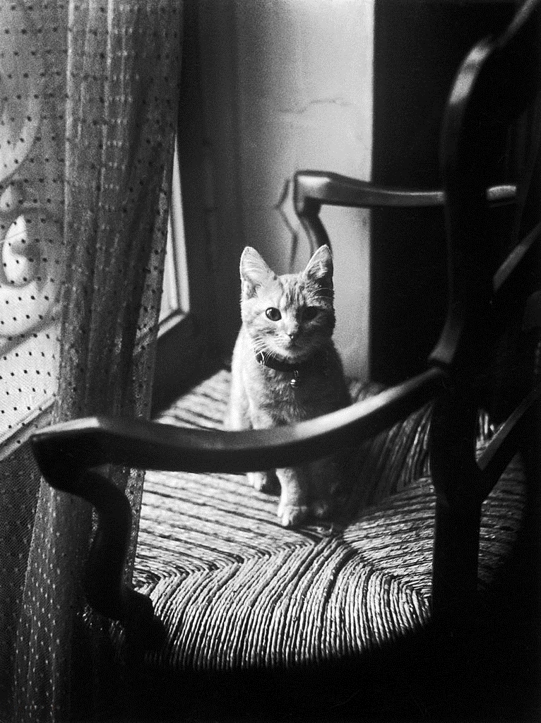 Willy Ronis (19102009, French) THE GREAT CAT