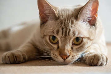 This cat doesn't like to hunt so it's best to. Australian Mist Cat Breed at The Great Cat in History, Art ...