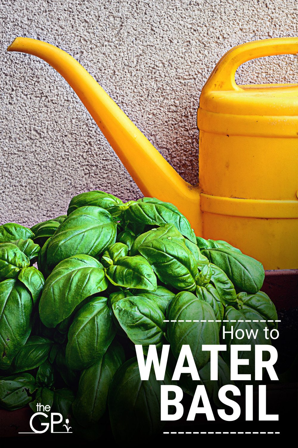 How Often to Water Basil? — Learn the Perfect Amount