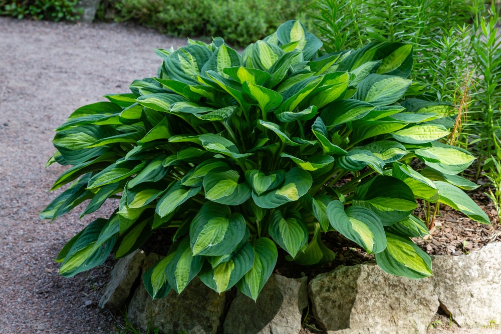 How to Care for Hostas in the Fall? — Fall Hostas Care