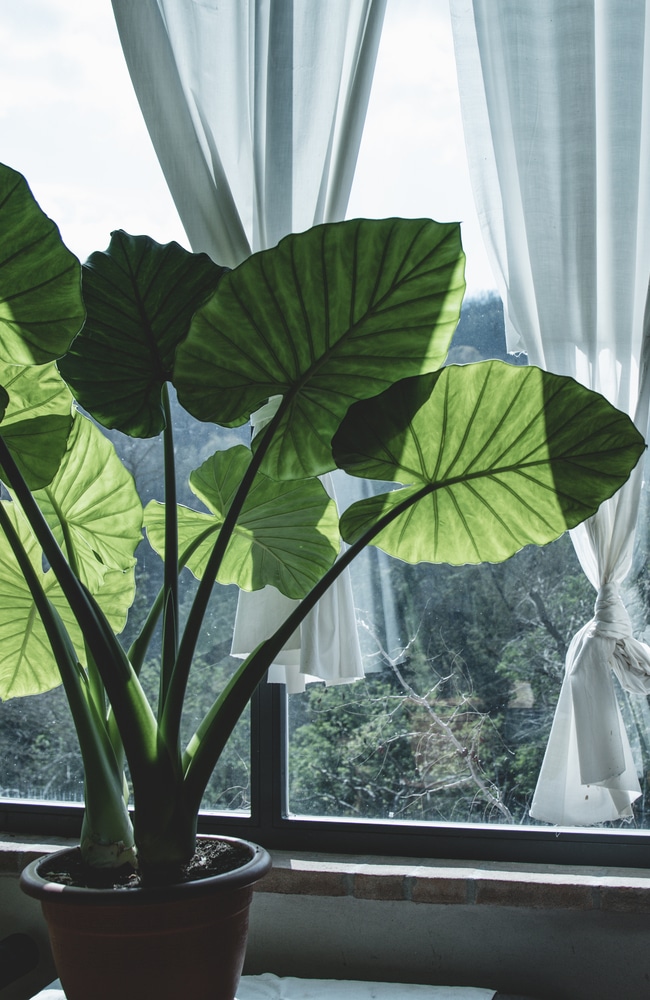 How to Grow Elephant Ear Bulbs? — Tips for Raising Them