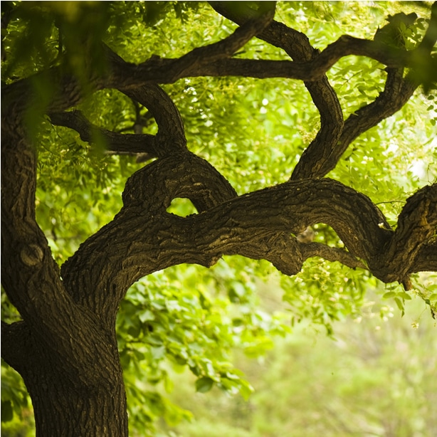 Indian Laurel Fig What Do You Need to Know? Our Complete Guide