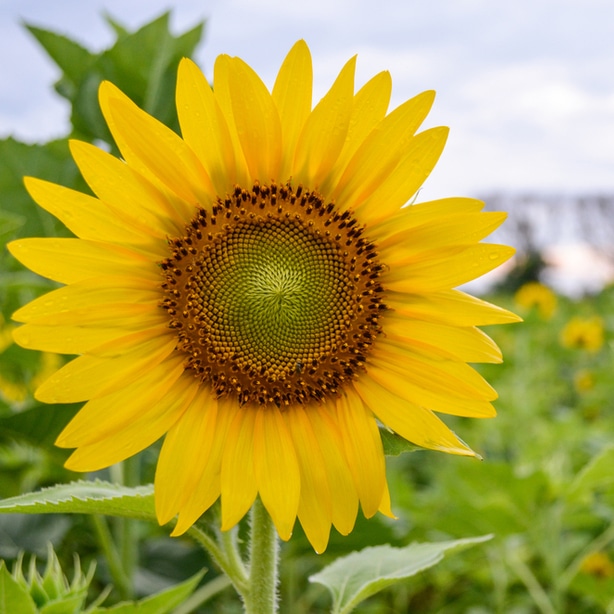 Can’t Identify Weed? — Our Guide with Pictures