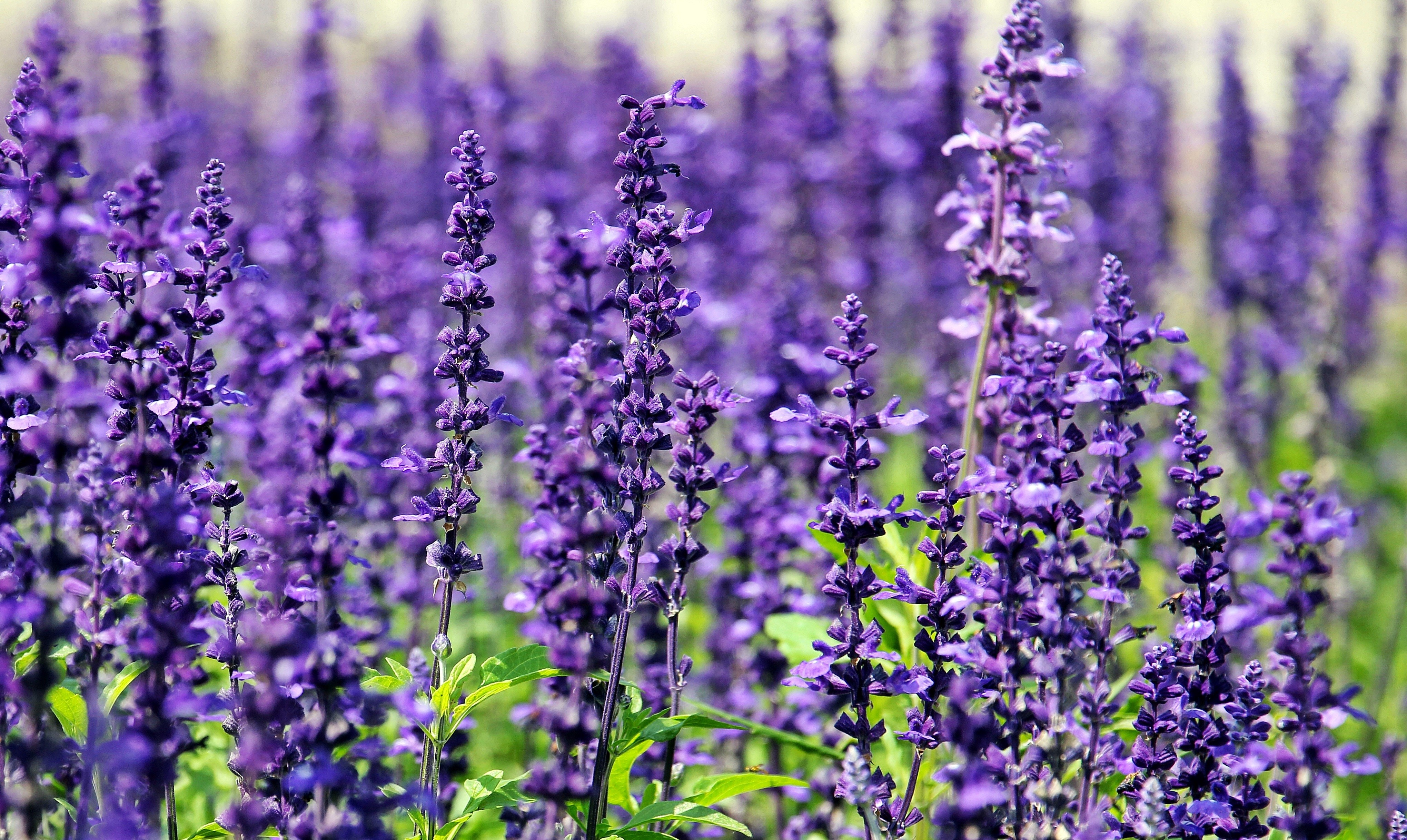 Lavanda in giardino ecco come coltivarla al meglio Fito