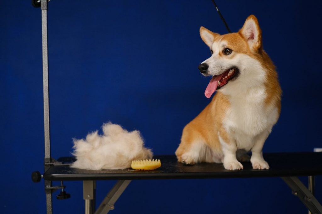 The Benefits of Professional Dog Grooming The Groom Pad Dog