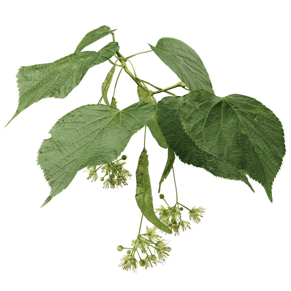 Common linden The Grove