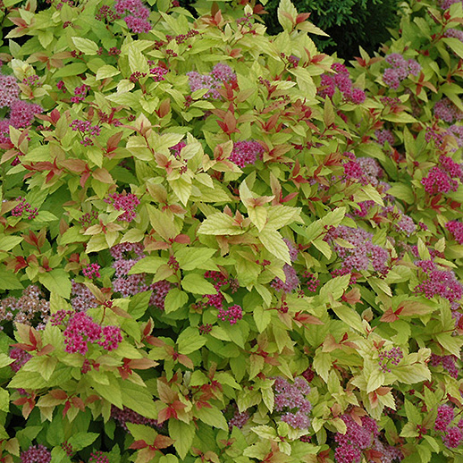 Safe Deicers & Salt Tolerant Plants The Growing Place