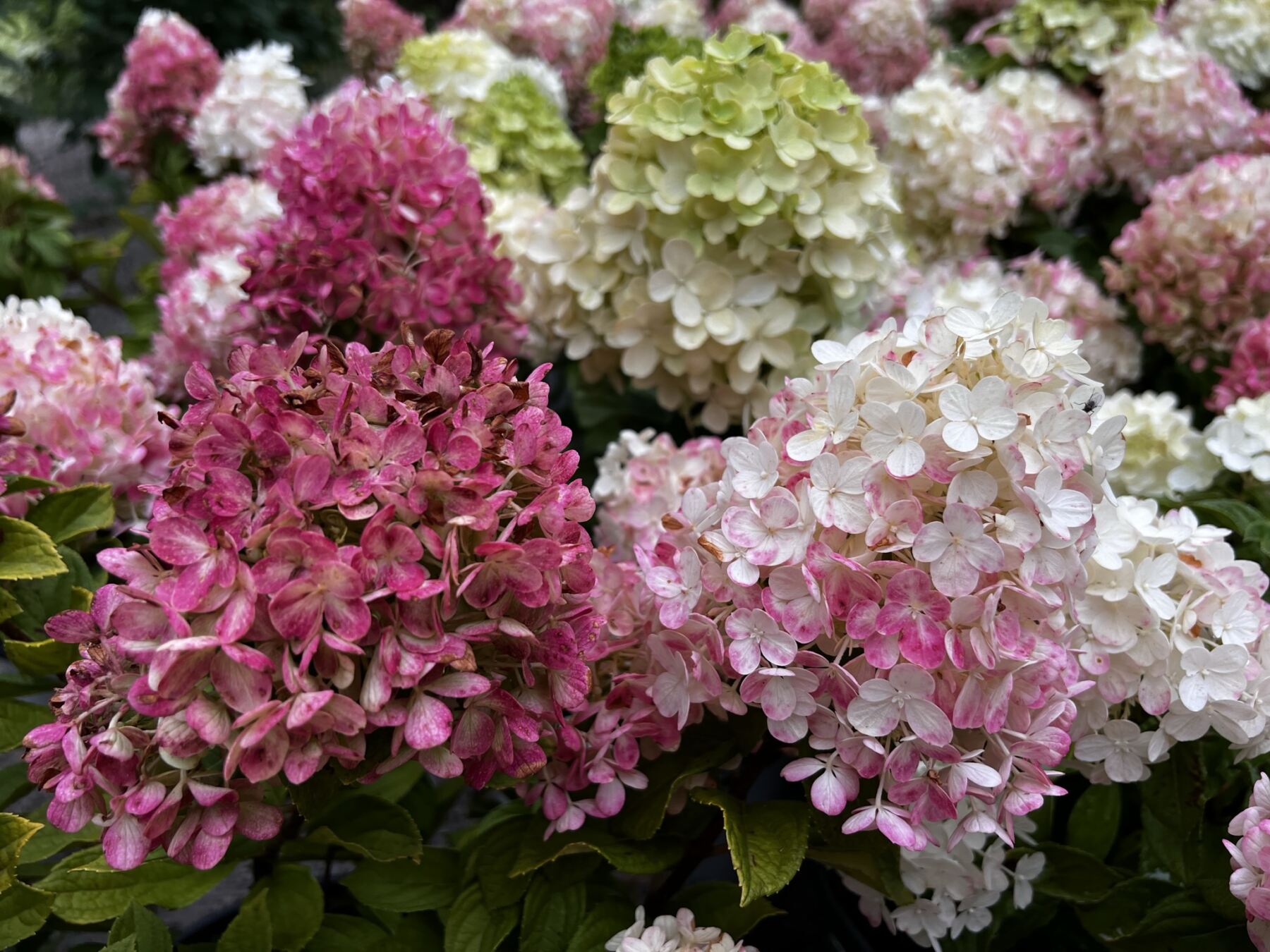 Hydrangea Season is Here The Growing Place