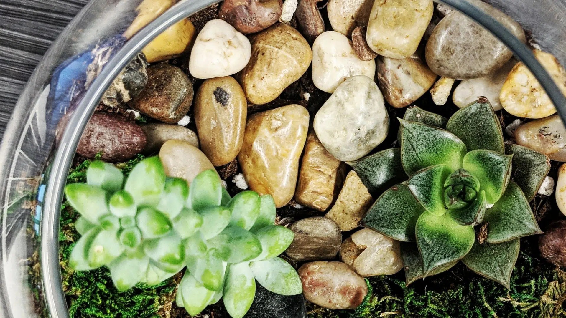 Tabletop Terrariums The Growing Place