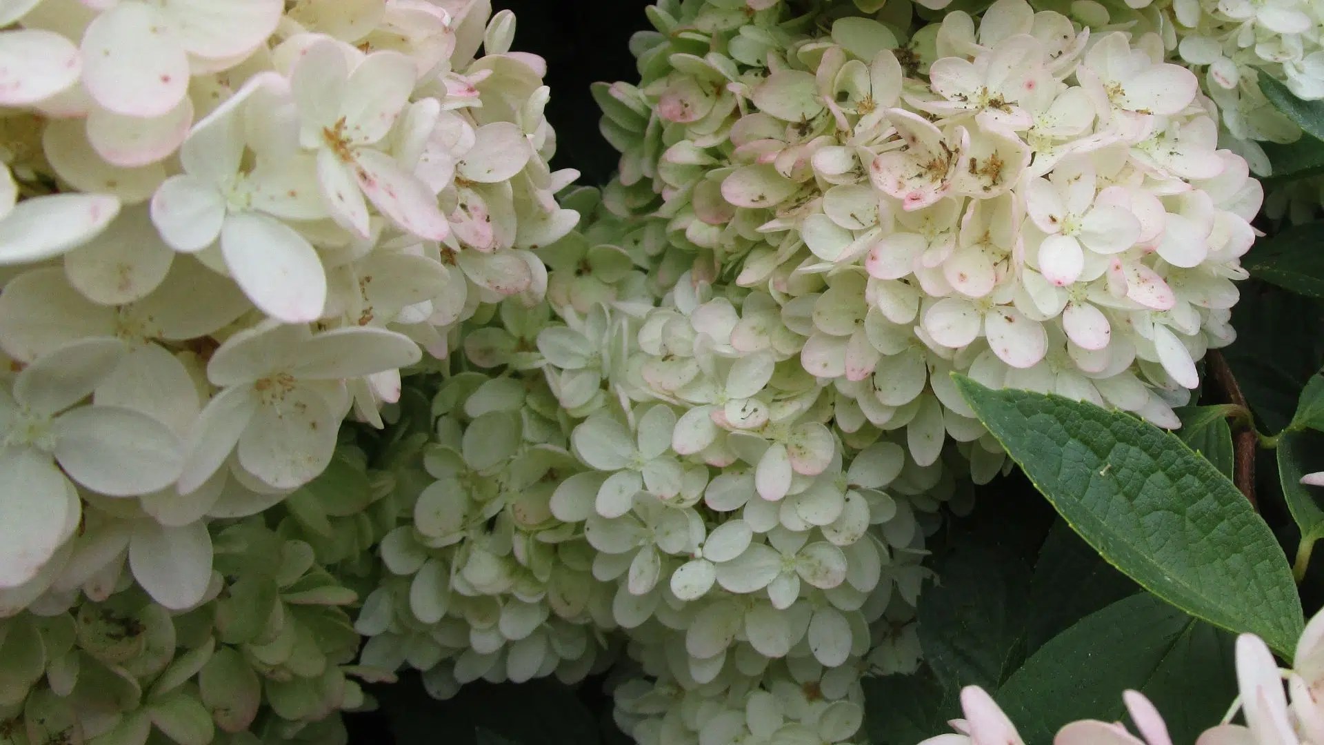 Hydrangea Bloomania The Growing Place