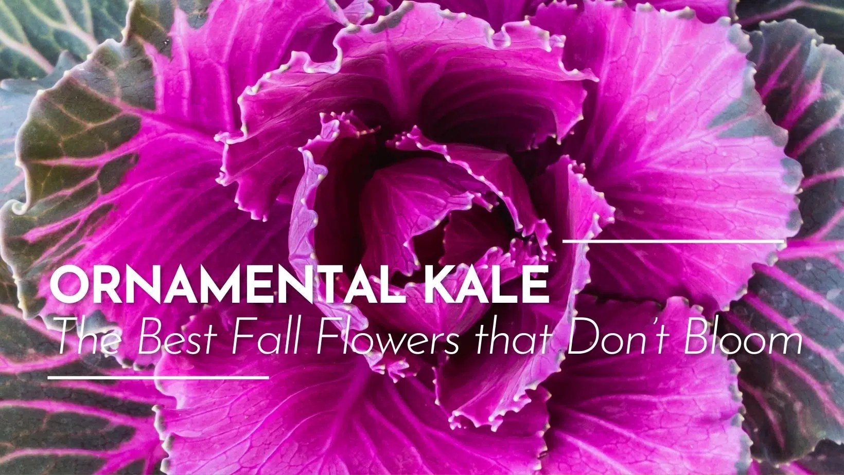 Ornamental Kale The Best Fall 'Flowers' that Don't Bloom The Growing