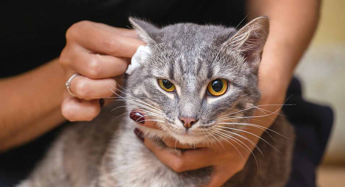 How Can I Clean My Cats Ears at Mattie Daddario blog