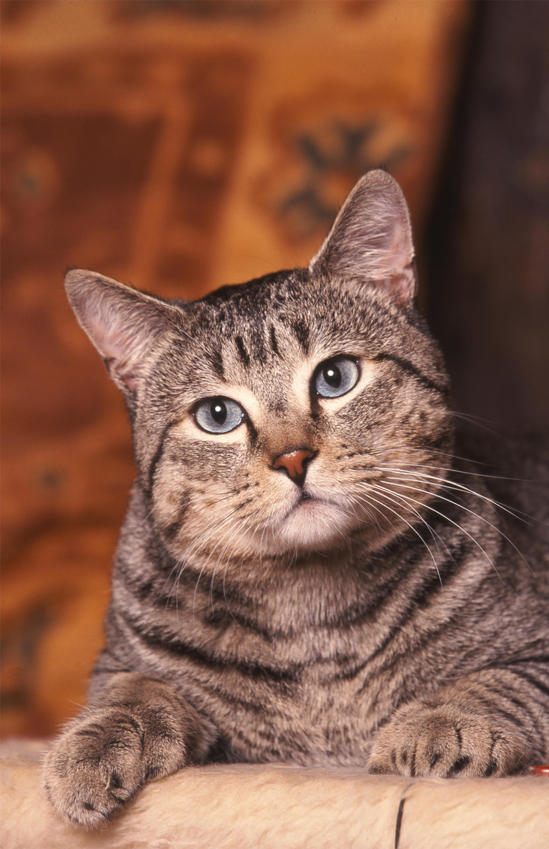 Exotic Cats The Happy Cat Site