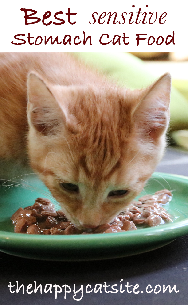 Best Sensitive Stomach Cat Food Top Tips And Brand Reviews