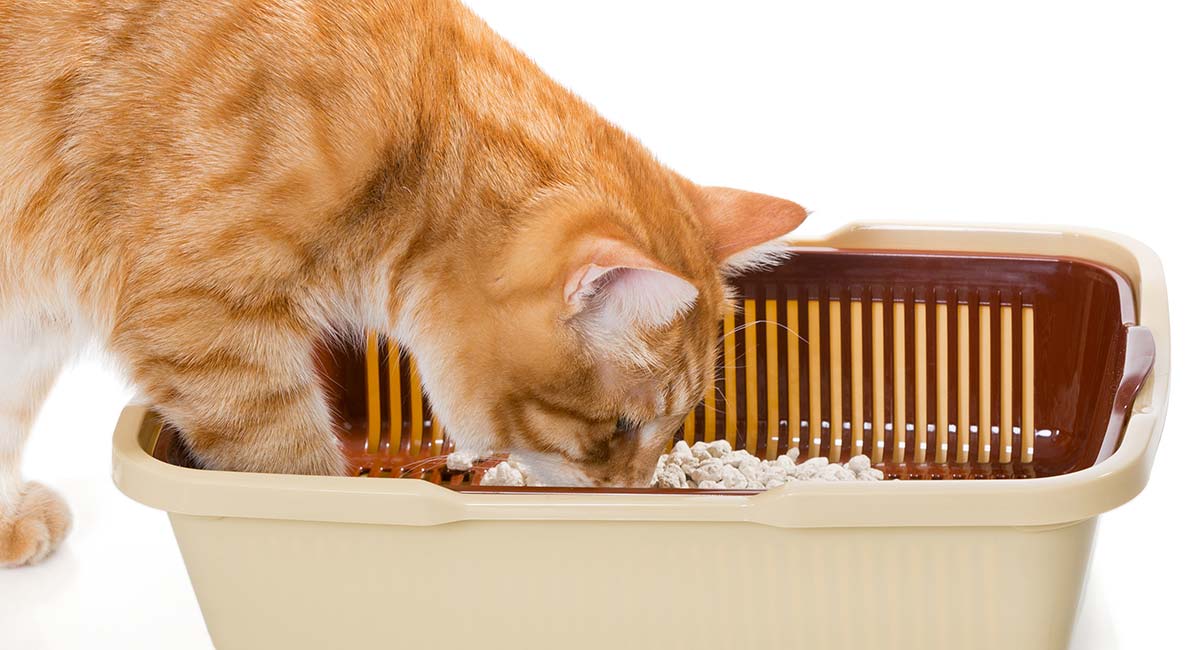 Best Automatic Litter Box Self Cleaning Litter Box Reviews