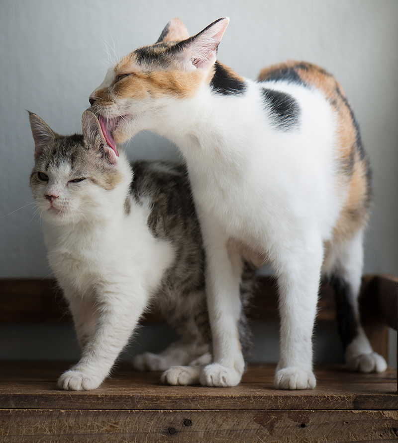Good calico cat names Love Pets