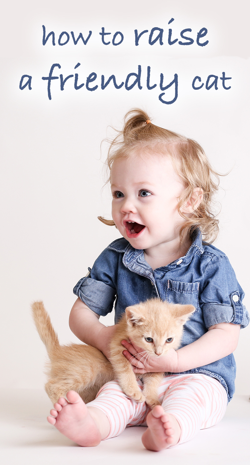 How To Raise A Friendly Cat Kitten And Rescue Cat