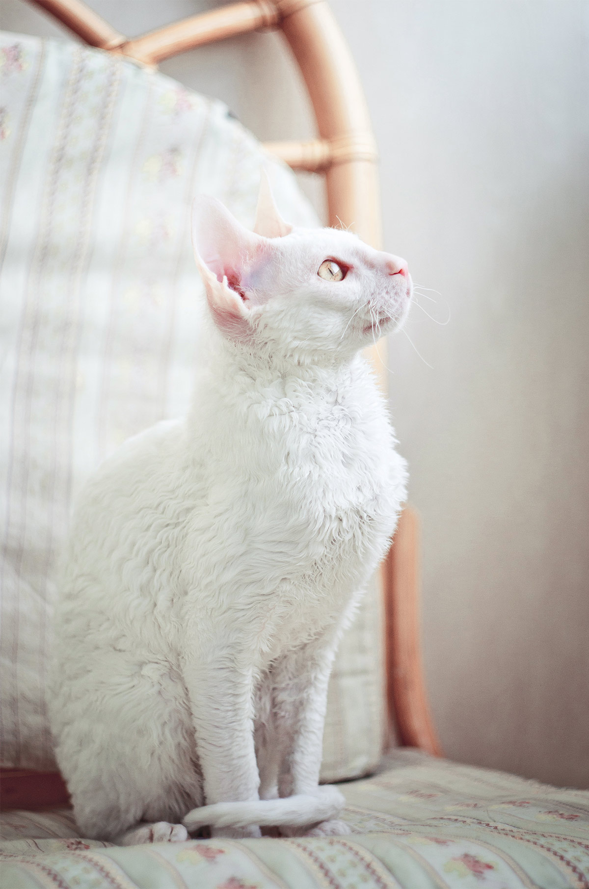 White Cat Breeds The Most Popular White Cat Breeds And Their Care