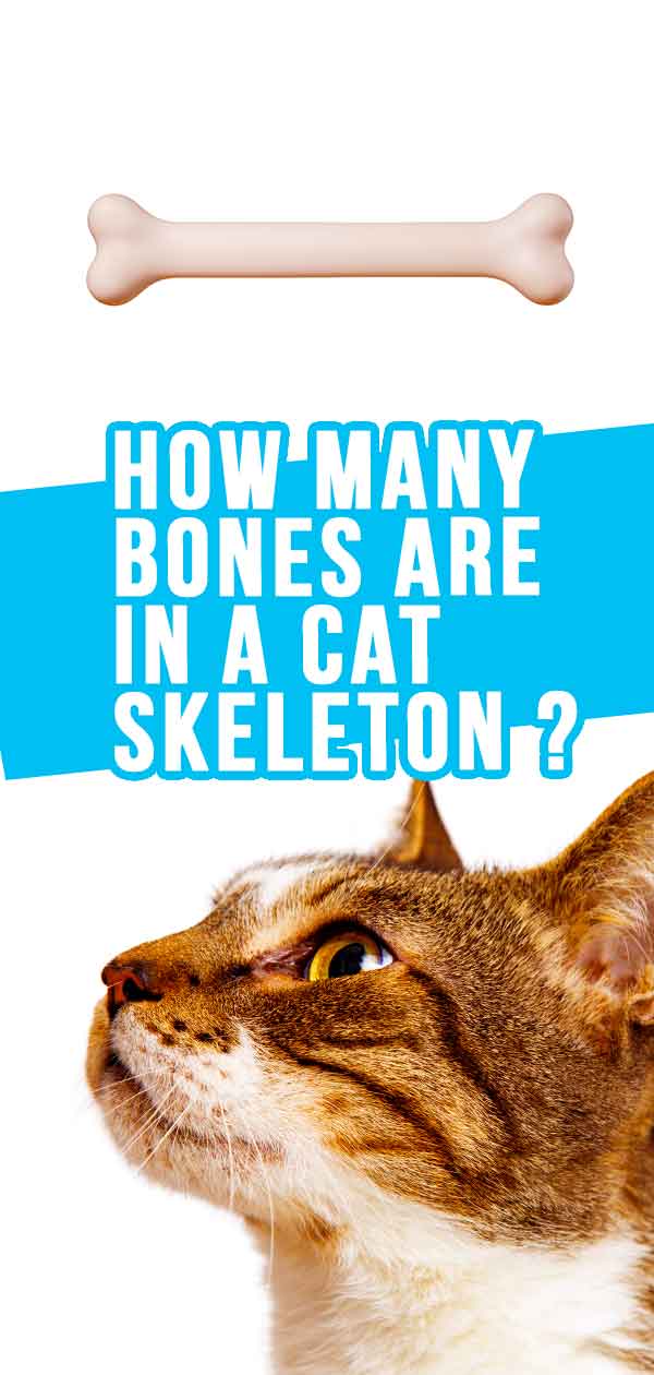 How Many Bones In A Cat Tail
